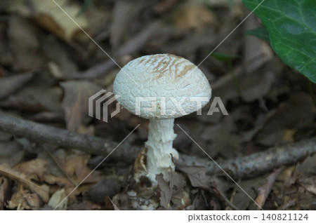 Poison mushroom Poison mushroom 140821124