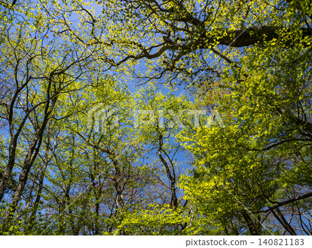 The fresh green beech trees and the blue sky The fresh green beech trees and the blue sky 140821183