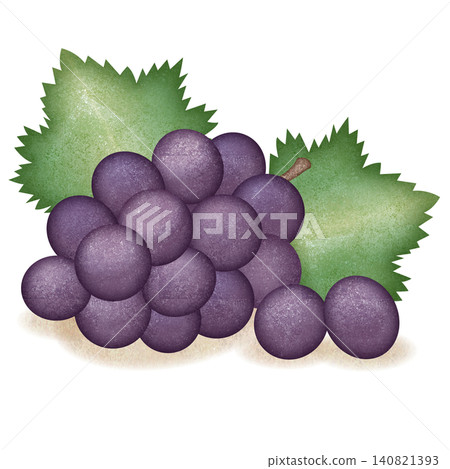 Illustration of grapes drawn in watercolor Illustration of grapes drawn in watercolor 140821393