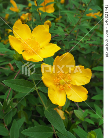 Tylin quince shi Tylin quince shi 140821443