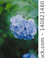 Hydrangeas in early summer, dyed blue at Meigetsuin Temple in Kamakura 140821480