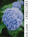 Hydrangeas in early summer, dyed blue at Meigetsuin Temple in Kamakura 140821483