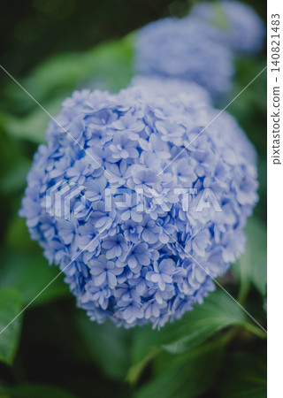 Hydrangeas in early summer, dyed blue at Meigetsuin Temple in Kamakura Hydrangeas in early summer, dyed blue at Meigetsuin Temple in Kamakura 140821483