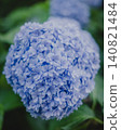Hydrangeas in early summer, dyed blue at Meigetsuin Temple in Kamakura 140821484