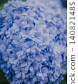 Hydrangeas in early summer, dyed blue at Meigetsuin Temple in Kamakura 140821485