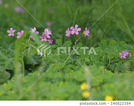 公園裡的小粉花 公園裡的小粉花 140821584