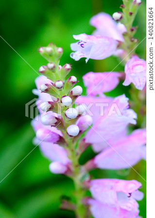 Flowers and buds of the Oriental leopard plant Flowers and buds of the Oriental leopard plant 140821664