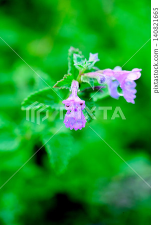 Small flowers that appear to be Glechoma heirloom Small flowers that appear to be Glechoma heirloom 140821665