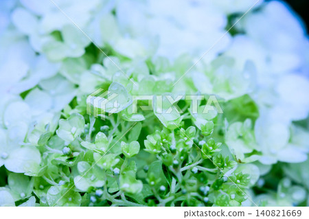 Hydrangea, Annabelle, flowers and buds, with water droplets on them. Hydrangea, Annabelle, flowers and buds, with water droplets on them. 140821669