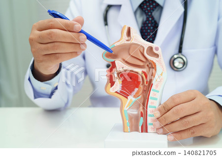 Asian doctor with nasal oral throat cavity neck human anatomy model for study diagnosis and treatment in hospital. Asian doctor with nasal oral throat cavity neck human anatomy model for study diagnosis and treatment in hospital. 140821705