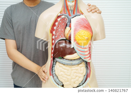 Asian student learning with human body model in anatomy biology in classroom at high school. Asian student learning with human body model in anatomy biology in classroom at high school. 140821767
