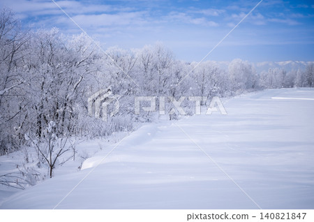 一片覆蓋著霜雪的樹林橫跨雪地。 一片覆蓋著霜雪的樹林橫跨雪地。 140821847
