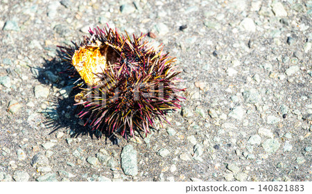 A scene of sea urchin shells, likely eaten by wild birds, found at Cape Nosappu in Wakkanai City, Hokkaido, during the summer. A scene of sea urchin shells, likely eaten by wild birds, found at Cape Nosappu in Wakkanai City, Hokkaido, during the summer. 140821883