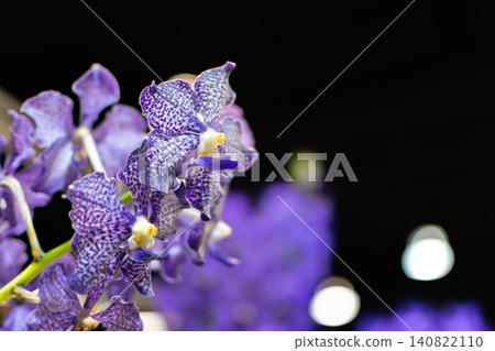 Purple orchid flowers elegant spotted petals against black background creating luxurious floral closeup for botanical decoration nature beauty tropical elegance 140822110