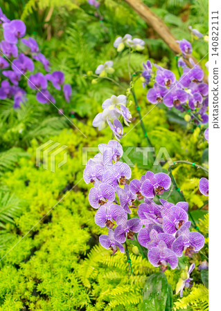 Purple orchid flowers blooming lush tropical garden vibrant green foliage creating elegant botanical landscape for nature decoration floral beauty Purple orchid flowers blooming lush tropical garden vibrant green foliage creating elegant botanical landscape for nature decoration floral beauty 140822111
