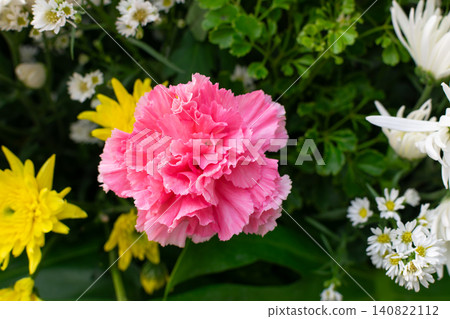 Pink carnation flower blooming among colorful garden flowers lush green foliage creating vibrant botanical background for nature decoration spring beauty Pink carnation flower blooming among colorful garden flowers lush green foliage creating vibrant botanical background for nature decoration spring beauty 140822112