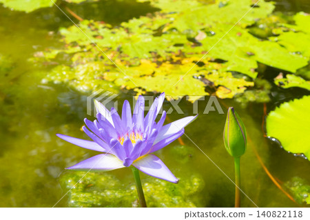 Purple water lily blooming fresh bud tranquil pond surrounded by green lily pads vibrant aquatic flower natural garden peaceful atmosphere Purple water lily blooming fresh bud tranquil pond surrounded by green lily pads vibrant aquatic flower natural garden peaceful atmosphere 140822118