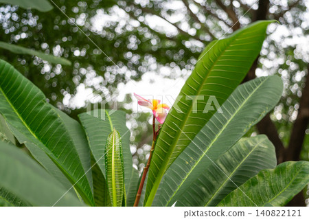 Pink frangipani flower blooming among lush green leaves soft natural bokeh creating tropical botanical background for garden nature peaceful outdoor setting Pink frangipani flower blooming among lush green leaves soft natural bokeh creating tropical botanical background for garden nature peaceful outdoor setting 140822121