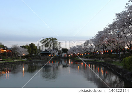 At Kaminuma Park at dusk, adorned with cherry blossoms (Higashimatsuyama City, Saitama Prefecture) At Kaminuma Park at dusk, adorned with cherry blossoms (Higashimatsuyama City, Saitama Prefecture) 140822124