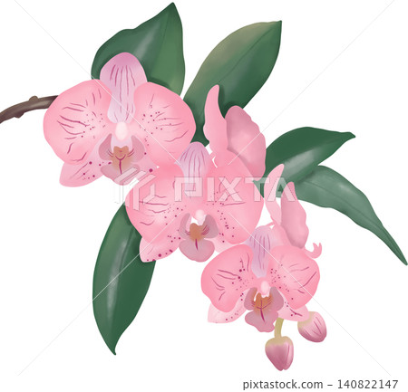 Elegant pink orchid flower illustration with delicate petals, green leaves, and natural botanical details. Elegant pink orchid flower illustration with delicate petals, green leaves, and natural botanical details. 140822147