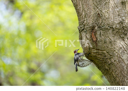 一隻美麗的野生鳥在翠綠的樹葉間飛向樹幹。 一隻美麗的野生鳥在翠綠的樹葉間飛向樹幹。 140822148