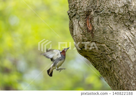 A beautiful wild bird approaching the tree trunk amidst the fresh green leaves. A beautiful wild bird approaching the tree trunk amidst the fresh green leaves. 140822188