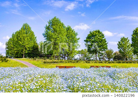 138 塔樓公園:盛開的粉蝶花和翠綠的植物 138 塔樓公園:盛開的粉蝶花和翠綠的植物 140822196
