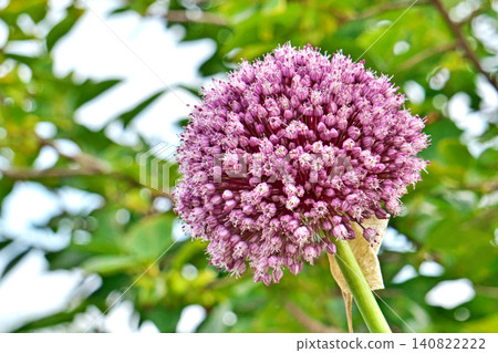 Reddish-purple garlic flowers (summer, June) Reddish-purple garlic flowers (summer, June) 140822222