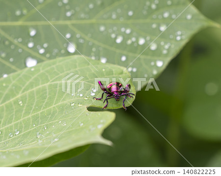 Kudzu and the large peach leaf beetle on the riverbank Kudzu and the large peach leaf beetle on the riverbank 140822225