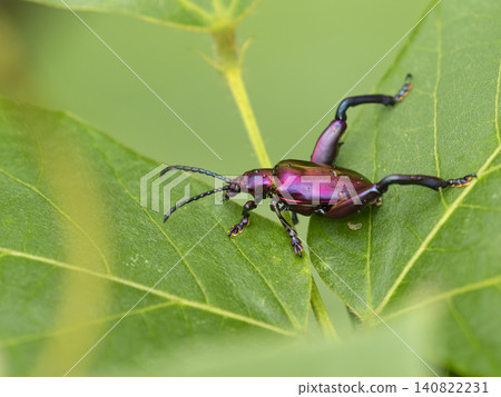 Kudzu and the large peach leaf beetle on the riverbank Kudzu and the large peach leaf beetle on the riverbank 140822231