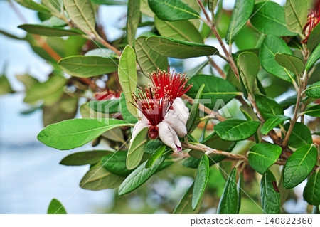 Feijoa flowers (summer, June) Feijoa flowers (summer, June) 140822360