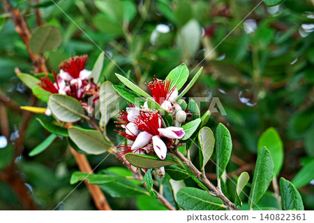 Feijoa花(夏季,六月) Feijoa花(夏季,六月) 140822361