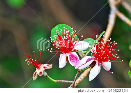 Feijoa flowers (summer, June) Feijoa flowers (summer, June) 140822364