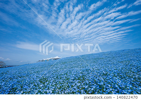 Blue sky and nemophila hill Blue sky and nemophila hill 140822470