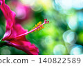 盛開的木槿花特寫。 140822589