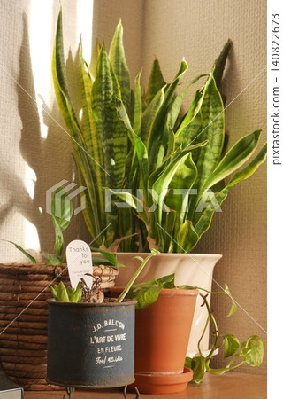 Succulents with a natural feel Succulents with a natural feel 140822673