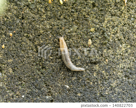 Slugs crawling on a concrete block wall Slugs crawling on a concrete block wall 140822703