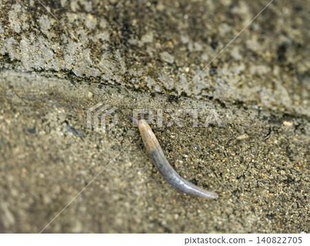 Slugs crawling on a concrete block wall Slugs crawling on a concrete block wall 140822705