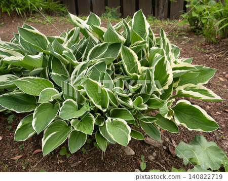 Variegated hosta Variegated hosta 140822719