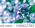 陽光葉和繡球花 140822783