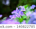 紫色繡球花 140822785