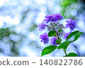 紫色繡球花在光線下呈現半透明狀 140822786