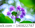 美麗的繡球花 140822787