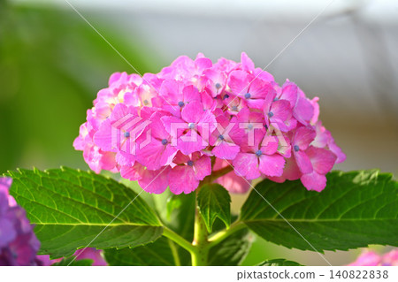 pink hydrangea wet in the rain pink hydrangea wet in the rain 140822838