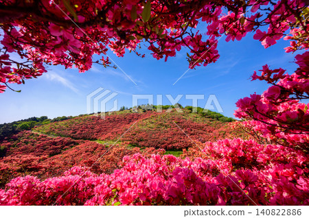 Azalei bloom mountain Azalei bloom mountain 140822886