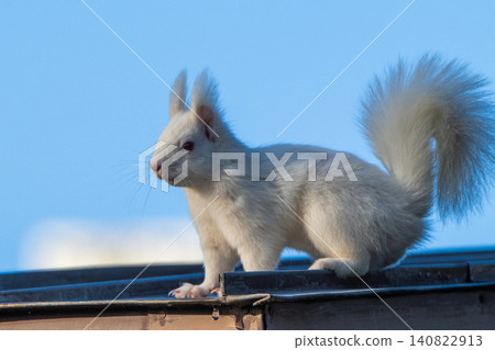 Snow fairy: an albino white Ezo squirrel Snow fairy: an albino white Ezo squirrel 140822913
