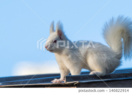 Snow fairy: an albino white Ezo squirrel Snow fairy: an albino white Ezo squirrel 140822914