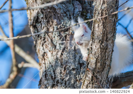Snow fairy: an albino white Ezo squirrel Snow fairy: an albino white Ezo squirrel 140822924