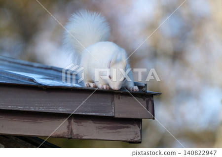 Snow fairy: an albino white Ezo squirrel Snow fairy: an albino white Ezo squirrel 140822947