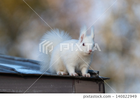 Snow fairy: an albino white Ezo squirrel Snow fairy: an albino white Ezo squirrel 140822949